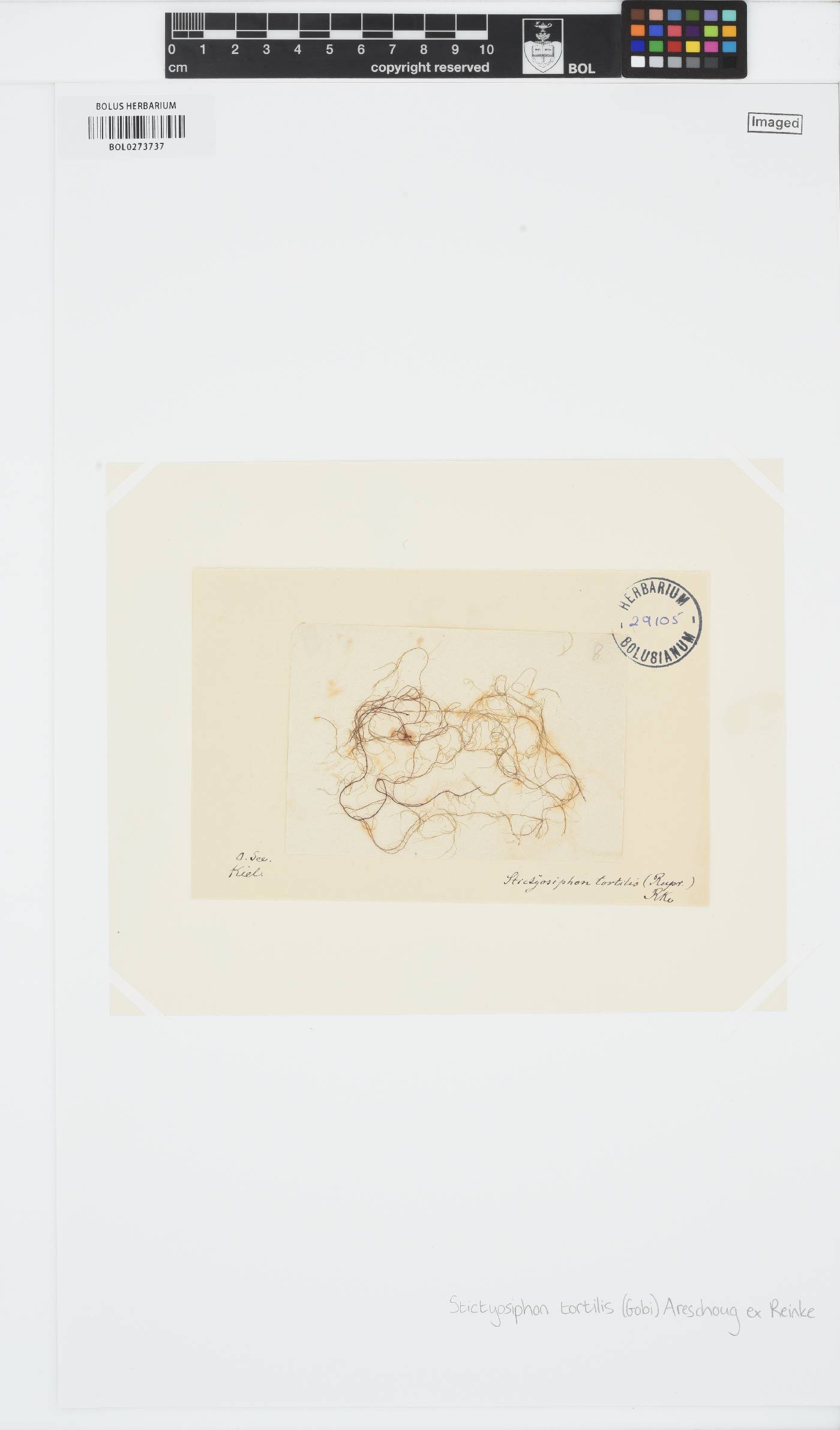 Stictyosiphon image
