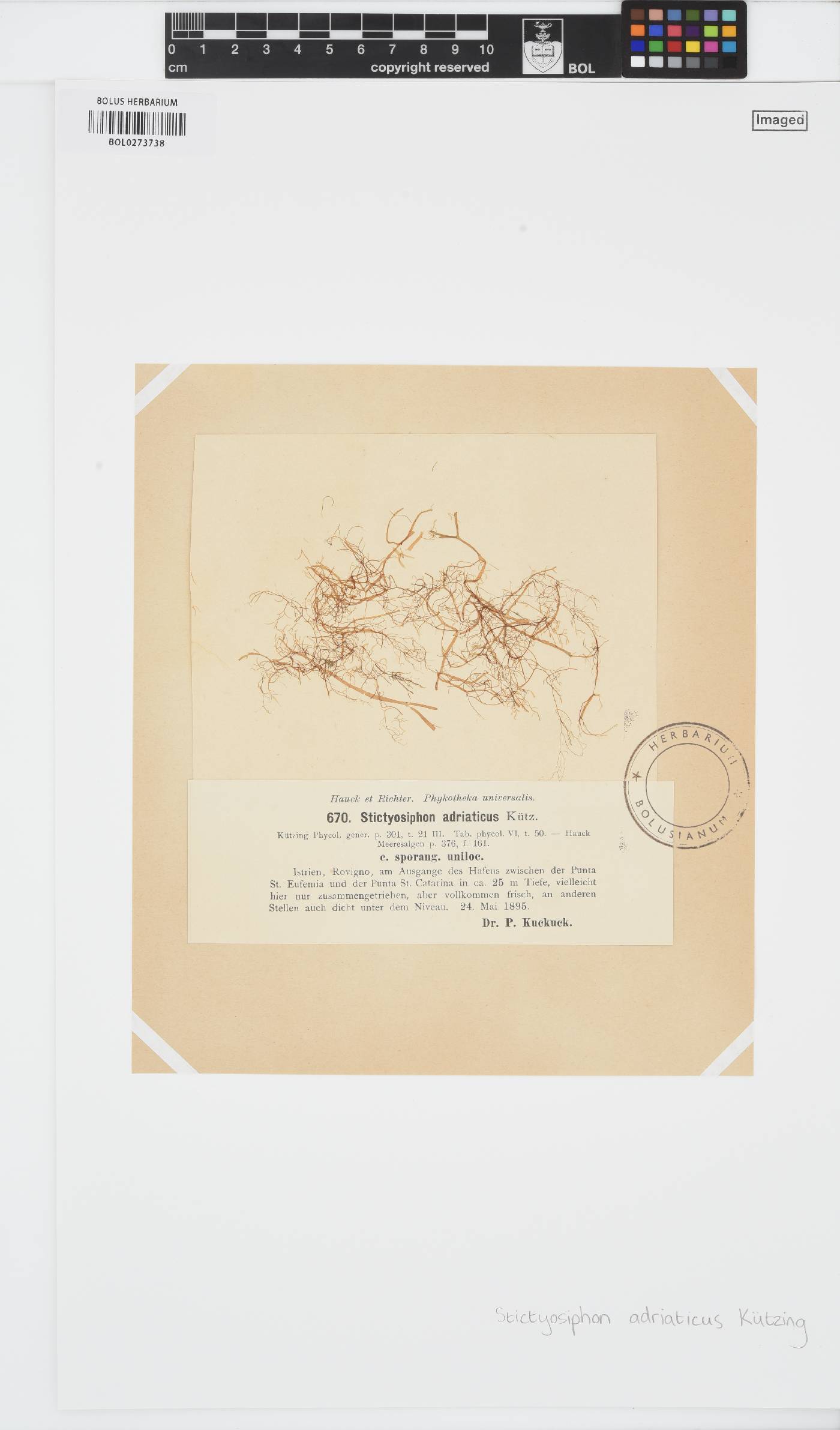 Stictyosiphon adriaticus image