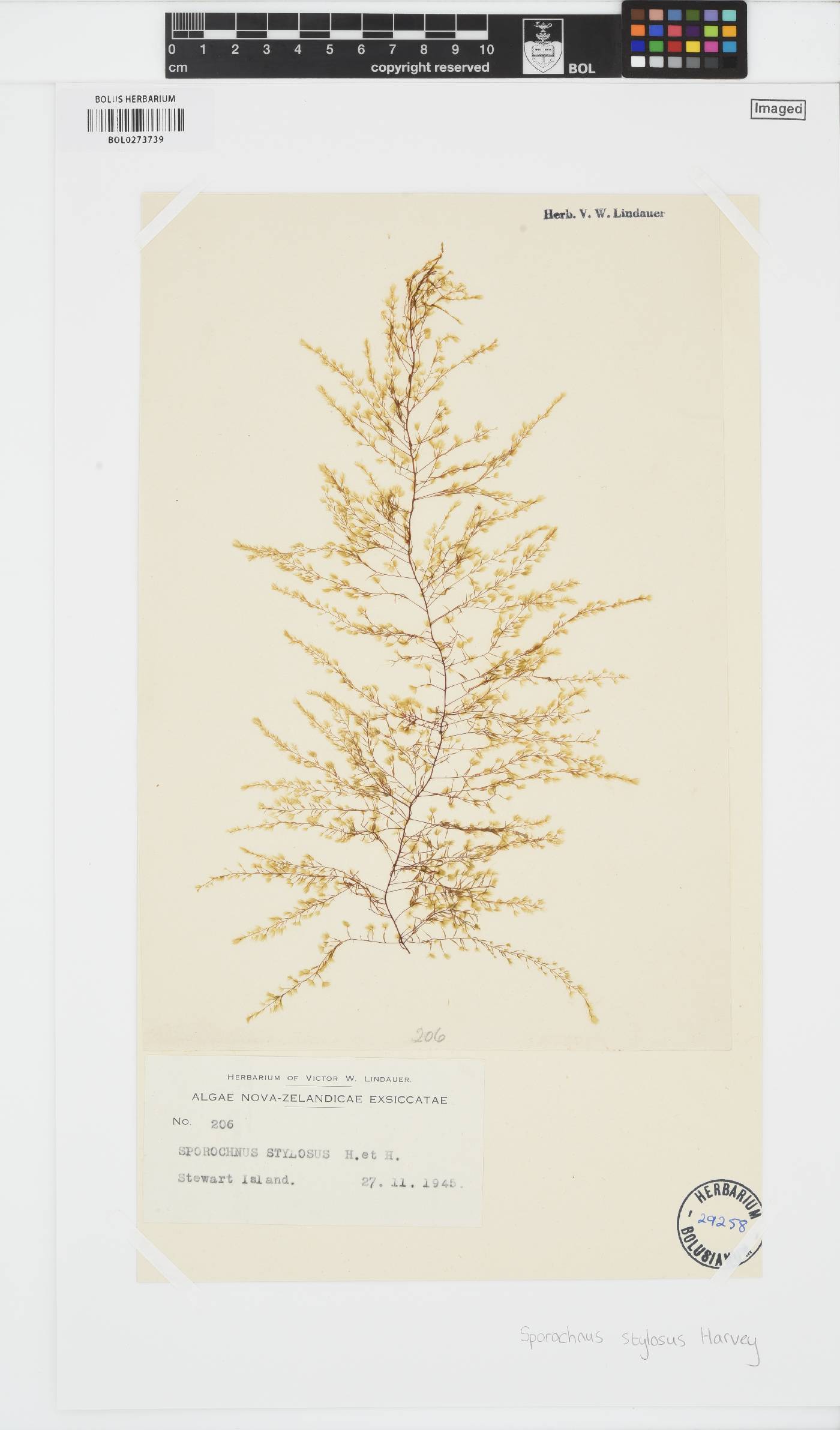 Sporochnus stylosus image