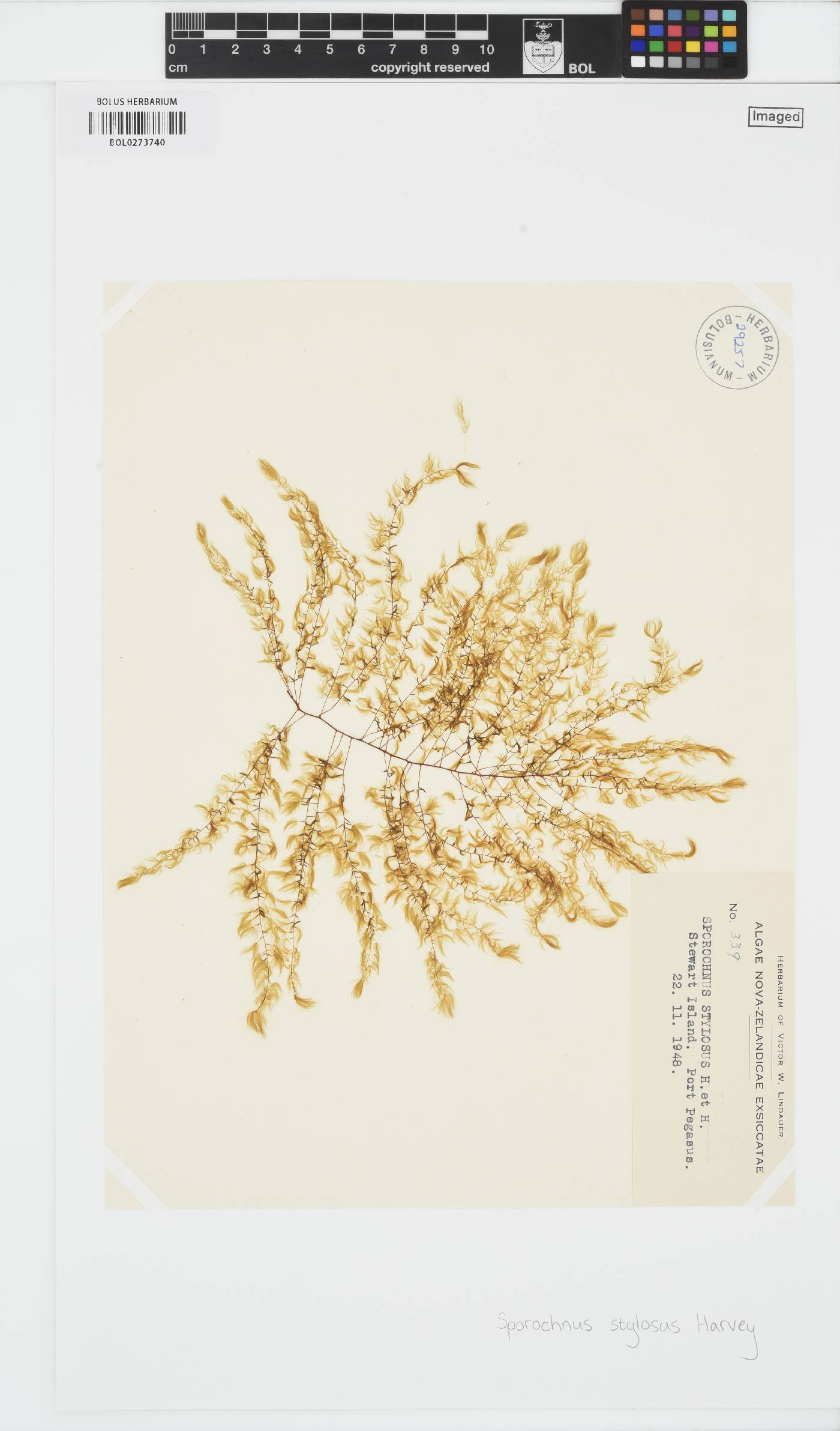 Sporochnus stylosus image