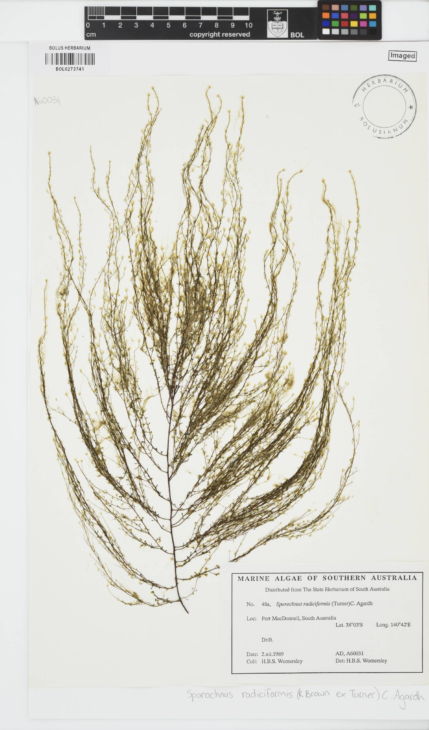 Sporochnus radiciformis image