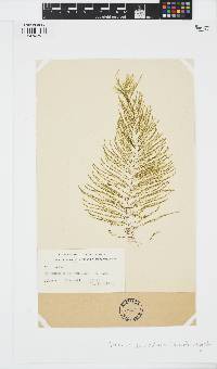 Image of Sporochnus pedunculatus