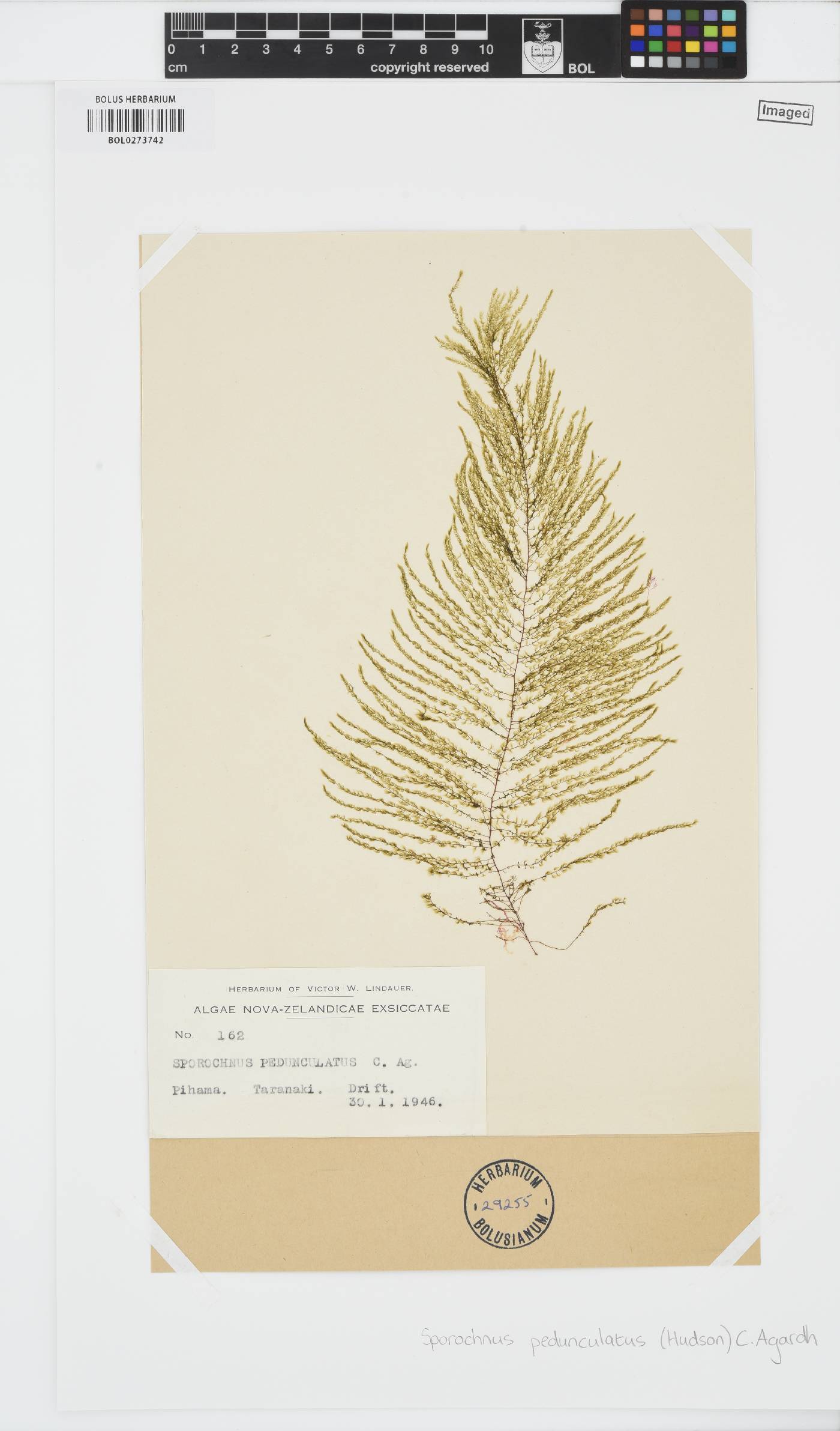Sporochnus pedunculatus image