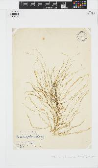 Sporochnus pedunculatus image