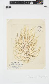 Sporochnus pedunculatus image