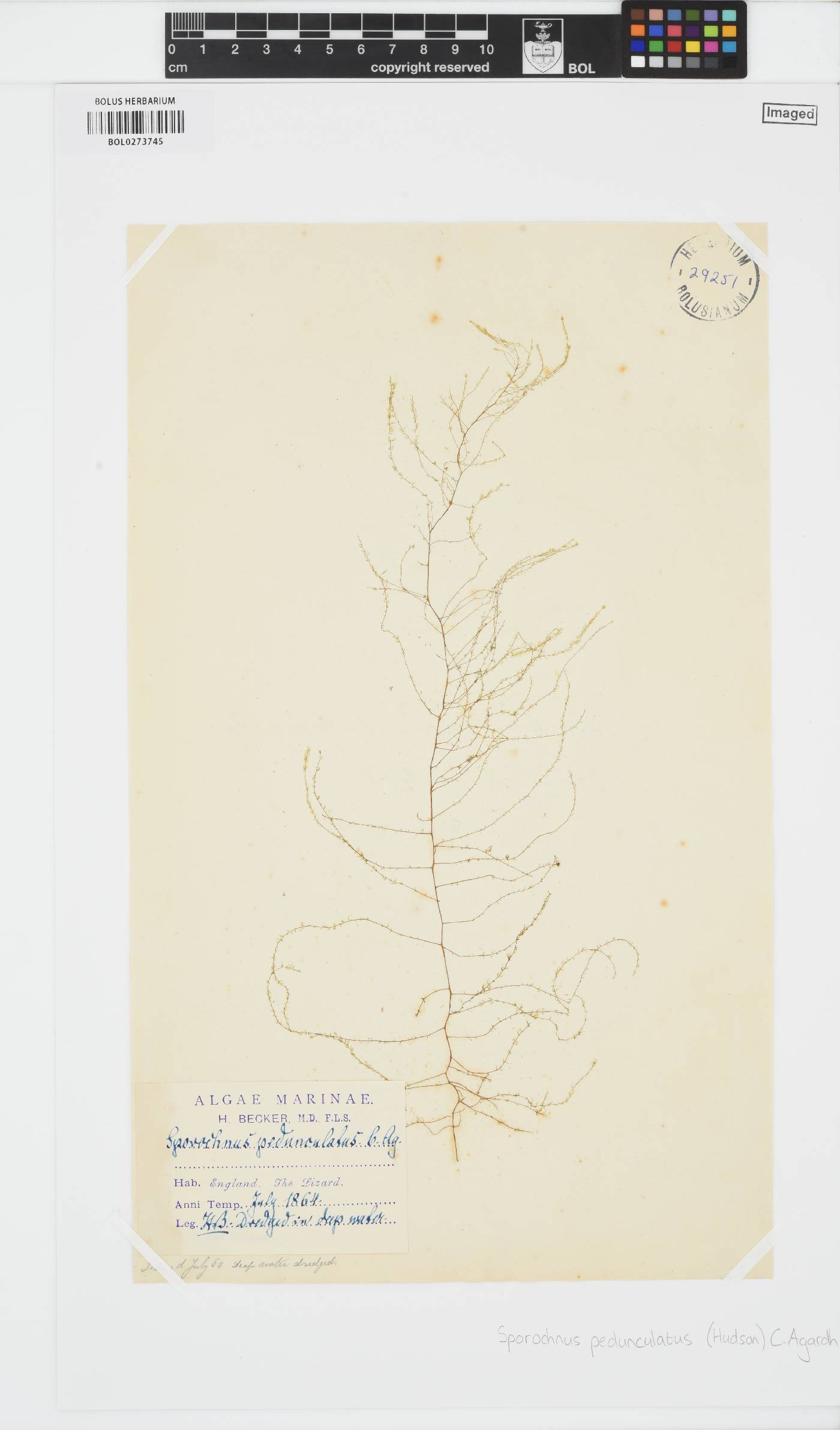 Sporochnaceae image