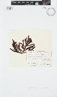 Splachnidium rugosum image