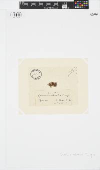 Sphacelaria tribuloides image