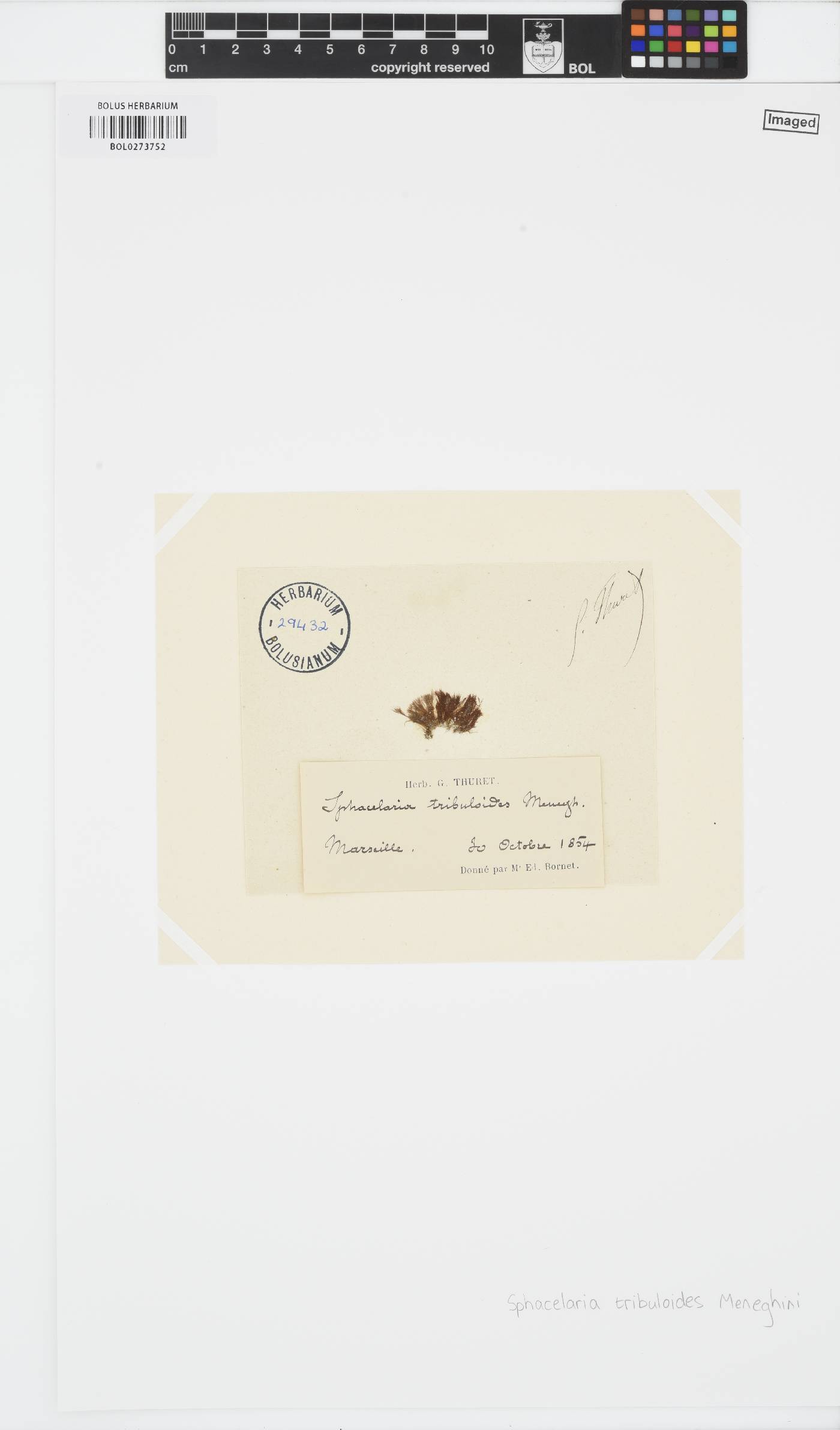 Sphacelaria tribuloides image