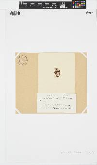 Sphacelaria tribuloides image