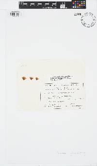 Sphacelaria rigidula image