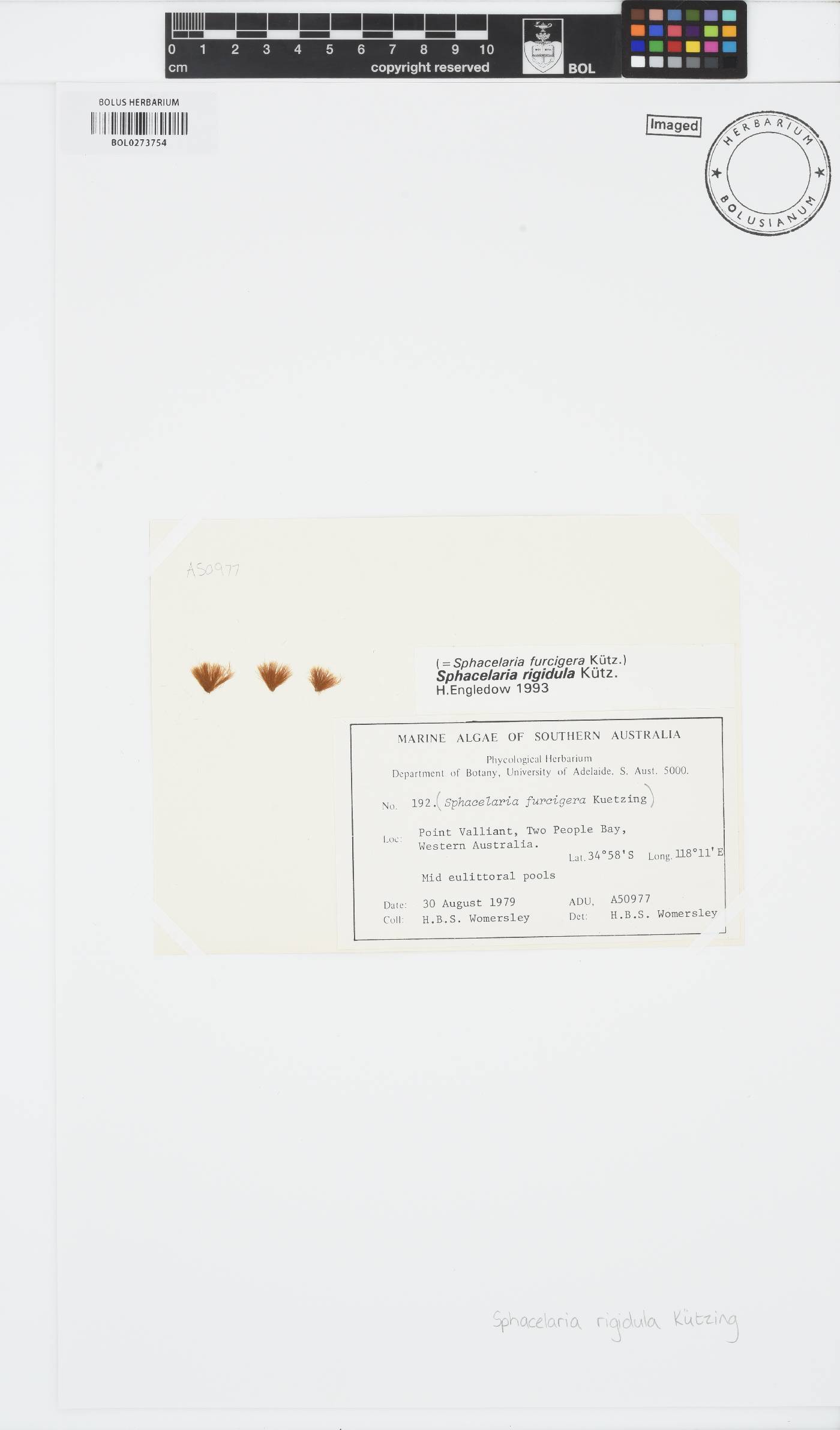 Sphacelaria rigidula image