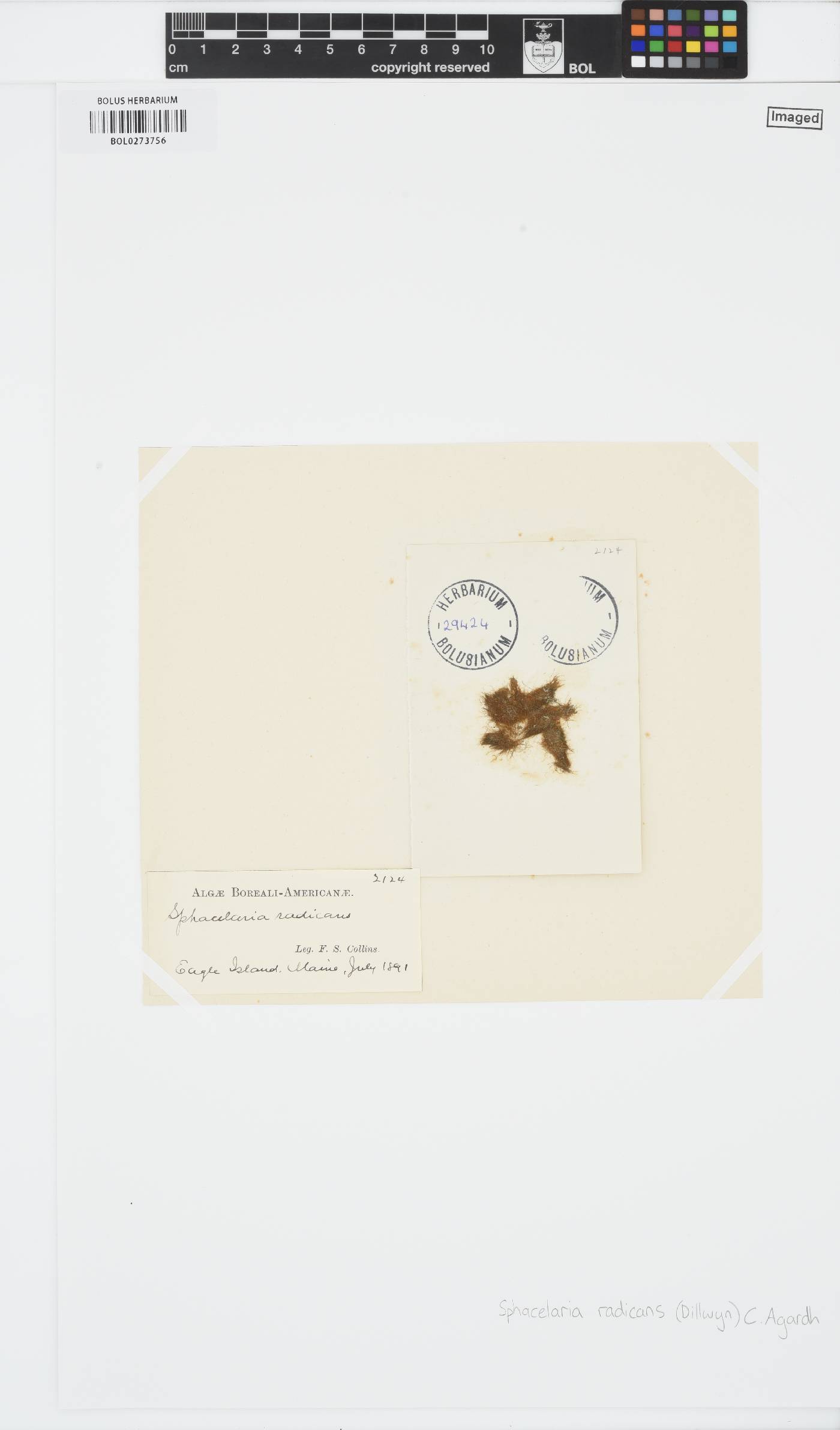 Protohalopteris image