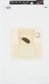 Protohalopteris radicans image