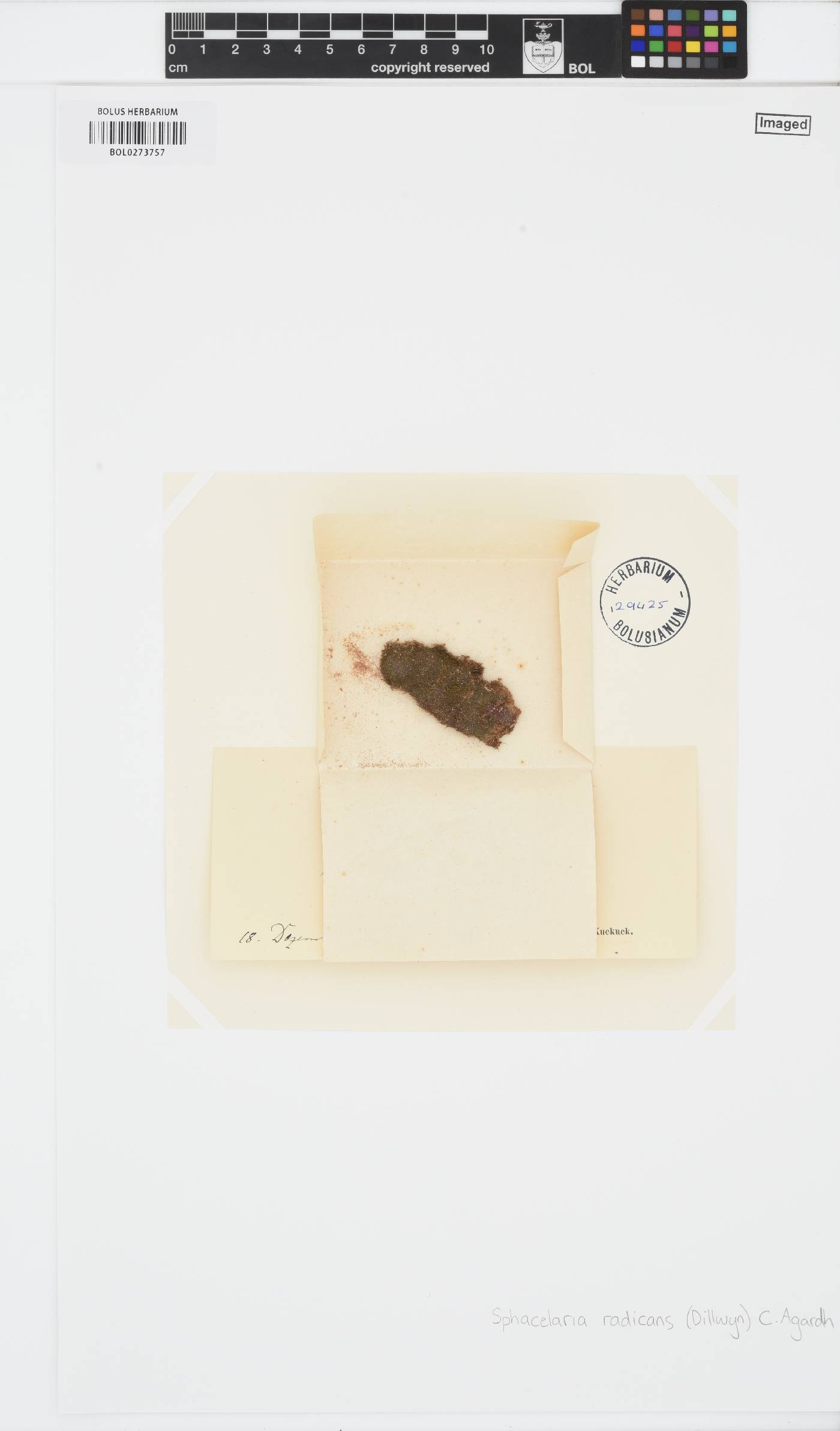 Protohalopteris radicans image