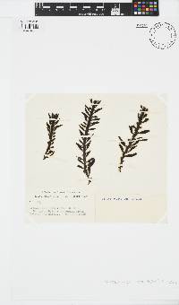 Herpodiscus pulvinatus image