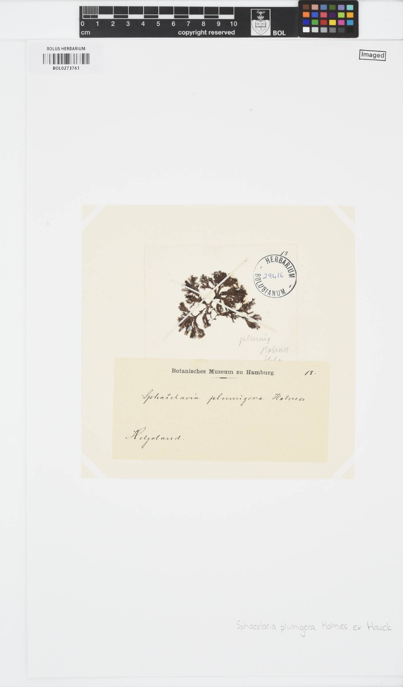 Battersia plumigera image
