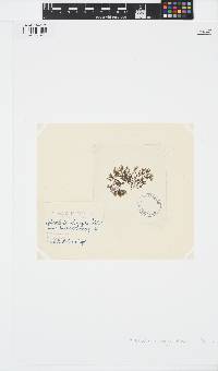 Battersia plumigera image