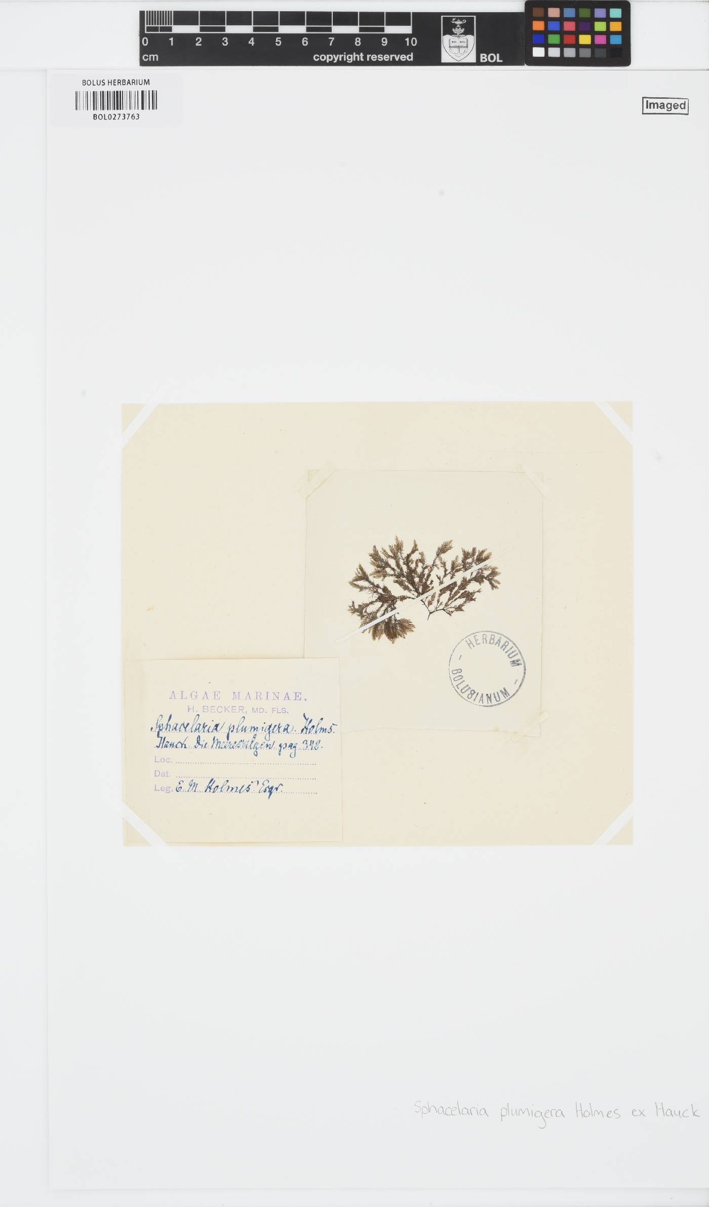Battersia plumigera image
