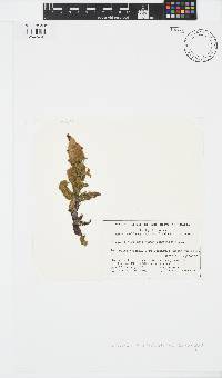 Image of Sphacelaria novae-caledoniae
