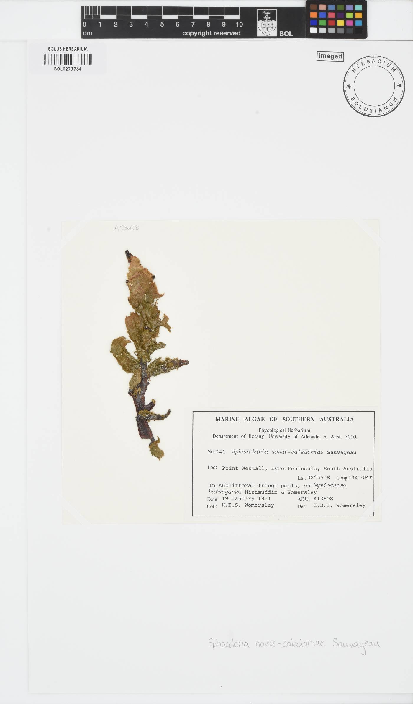 Sphacelaria novae-caledoniae image