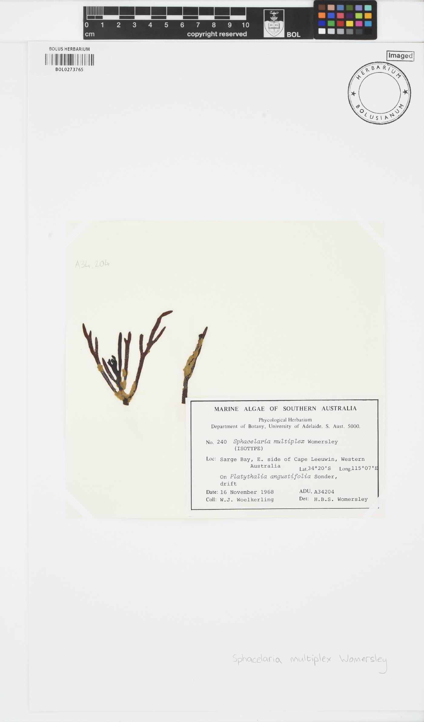 Herpodiscus multiplex image