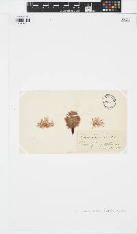 Sphacelaria cirrosa image