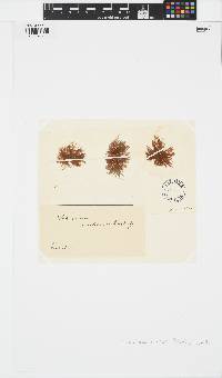 Sphacelaria cirrosa image