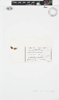 Sphacelaria cirrosa image