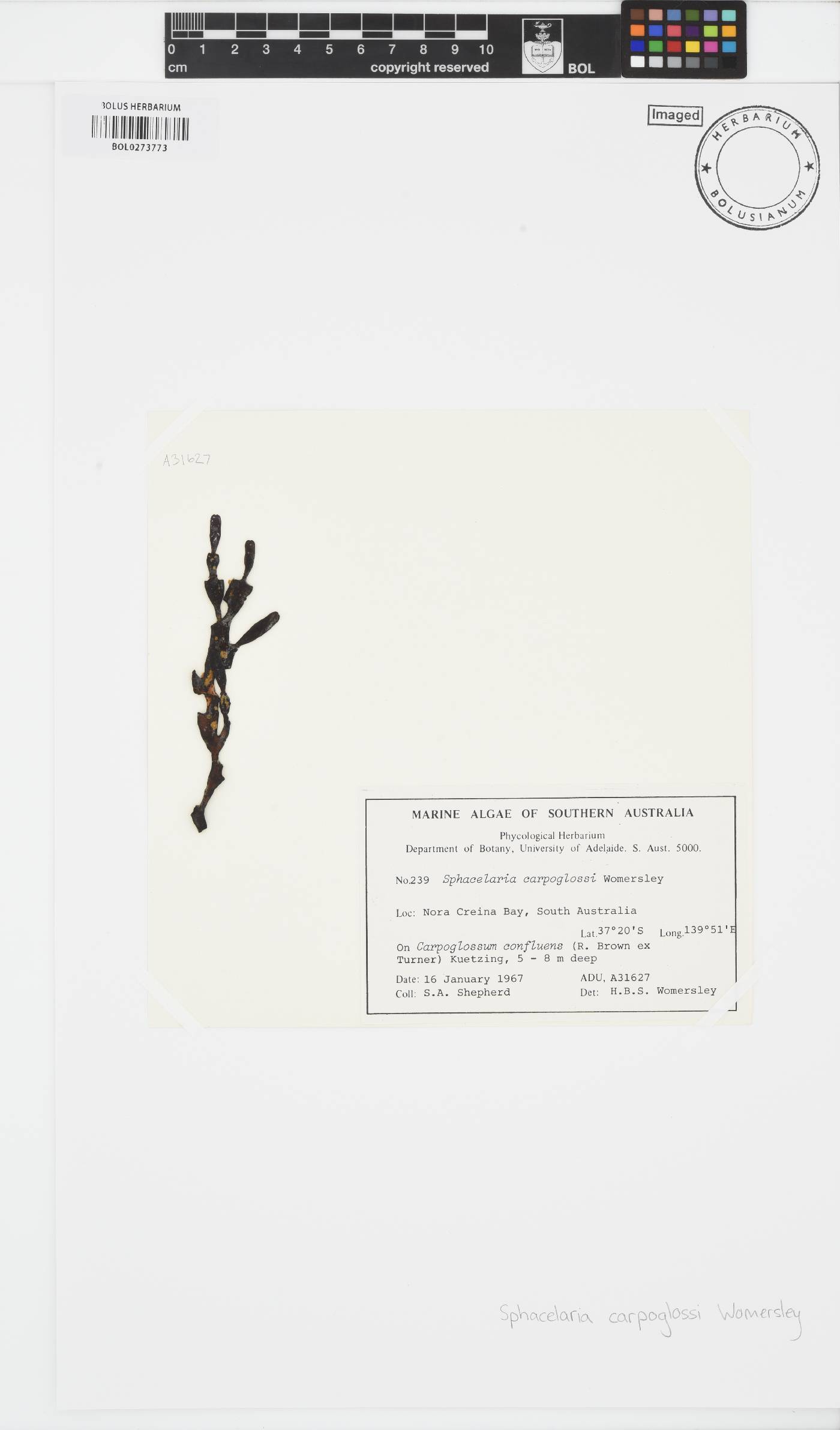 Herpodiscus carpoglossi image
