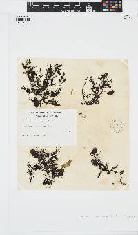 Soranthera ulvoidea image