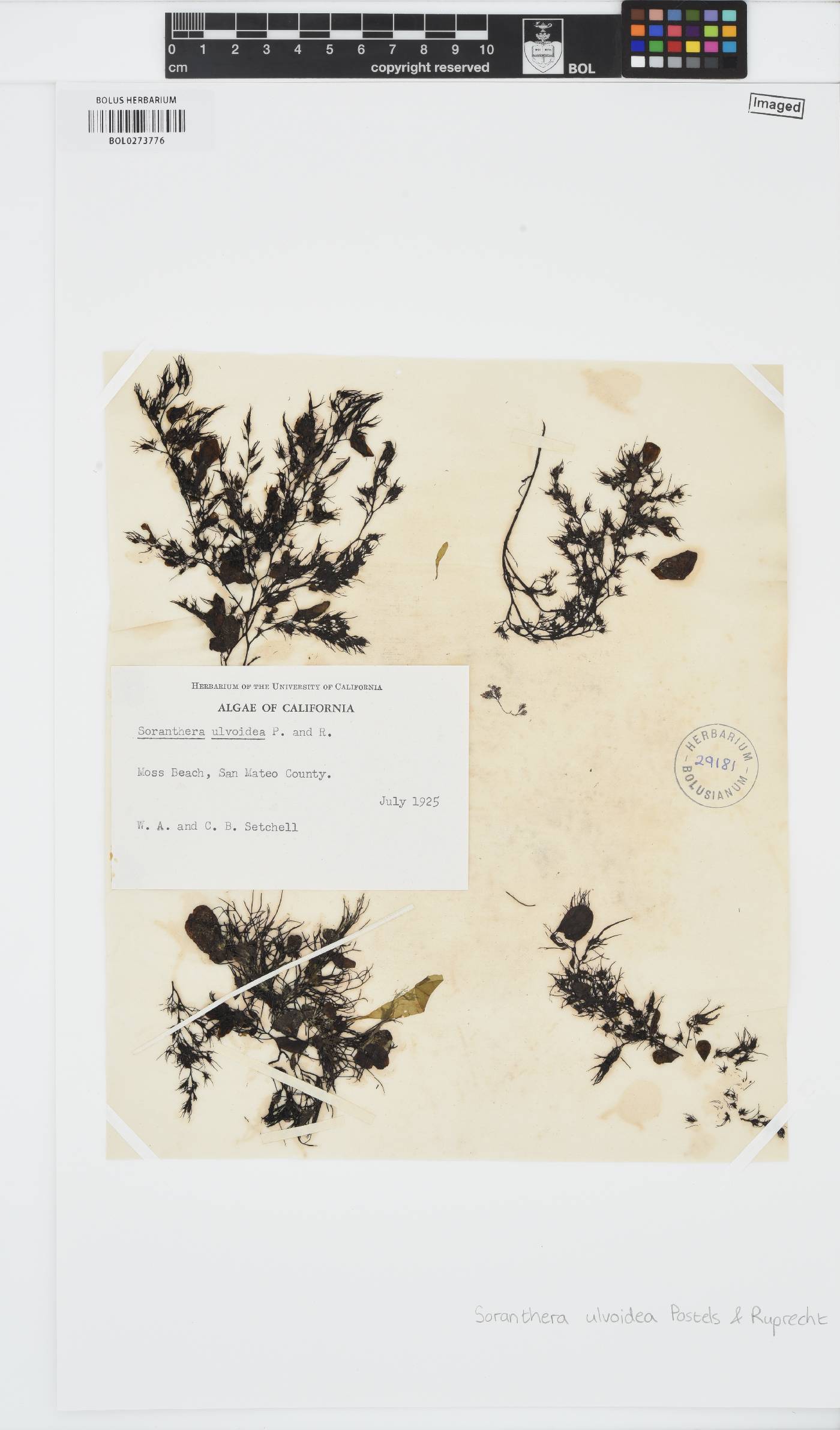 Soranthera image
