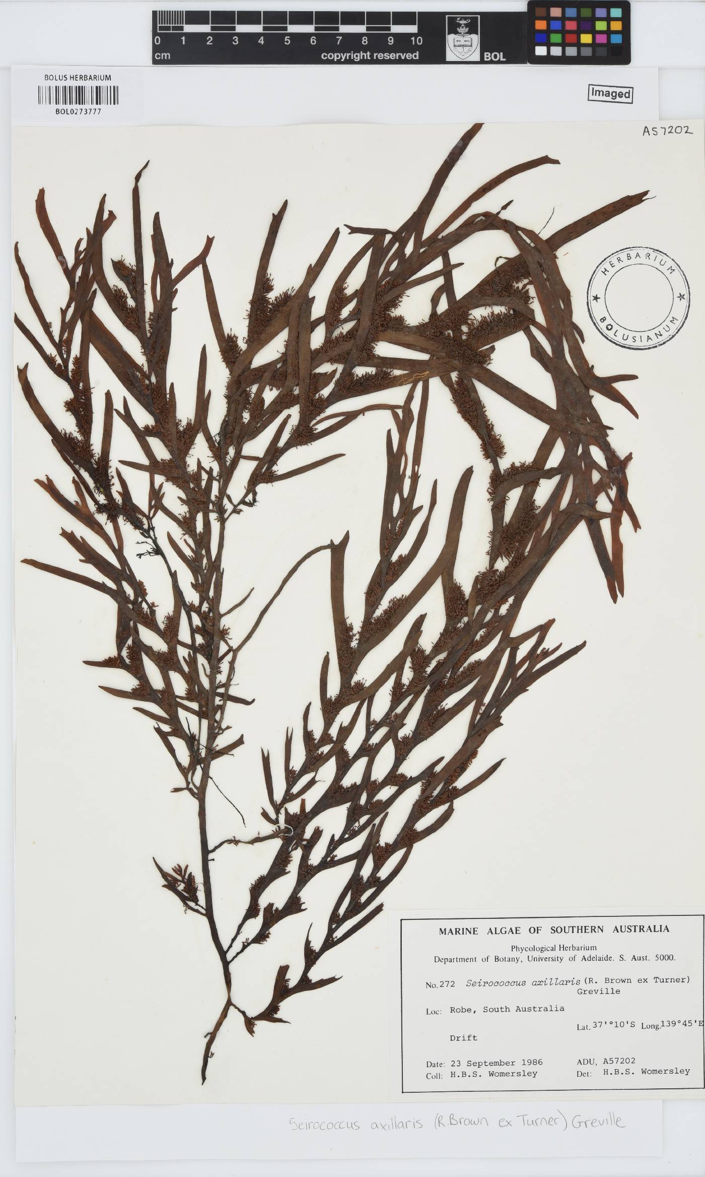 Seirococcus axillaris image