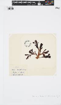 Lobophora variegata image