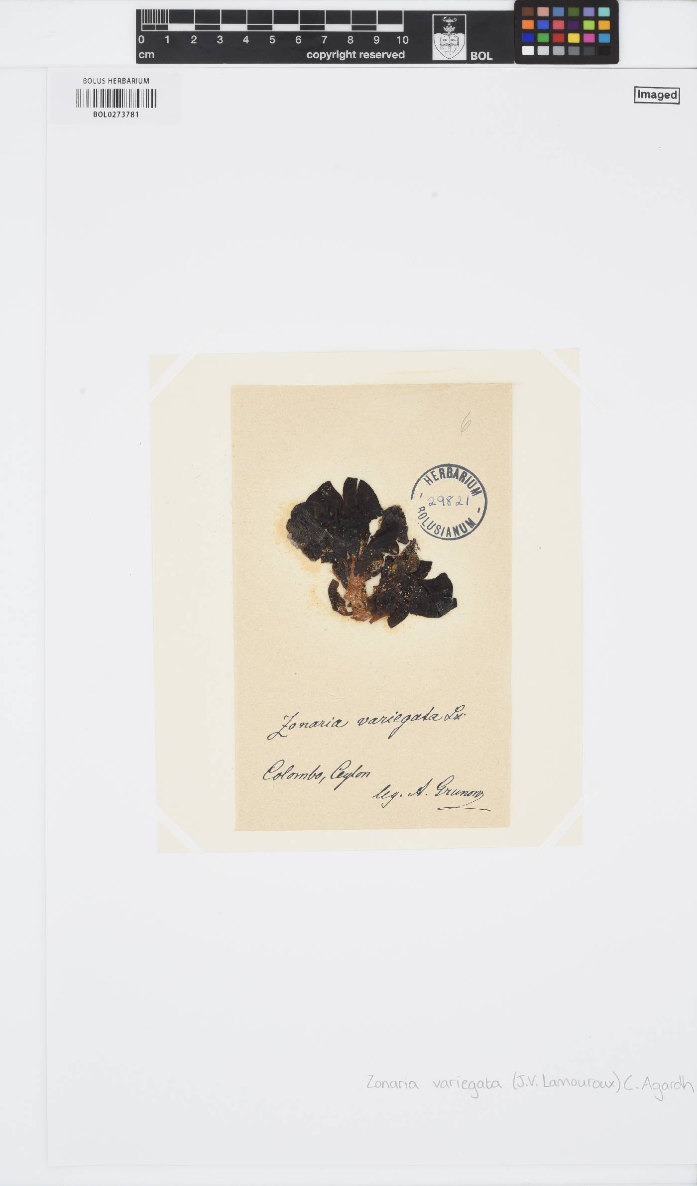Lobophora image
