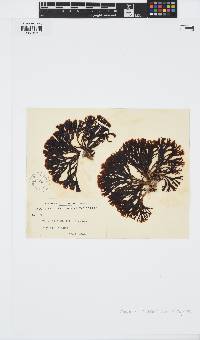 Zonaria turneriana image
