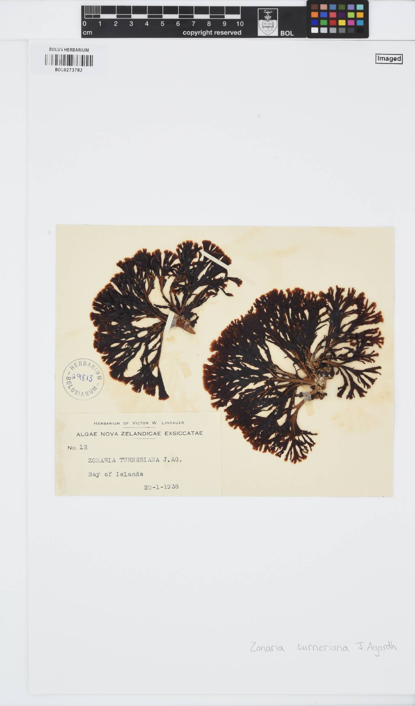 Zonaria turneriana image