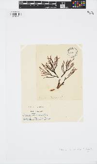 Zonaria turneriana image