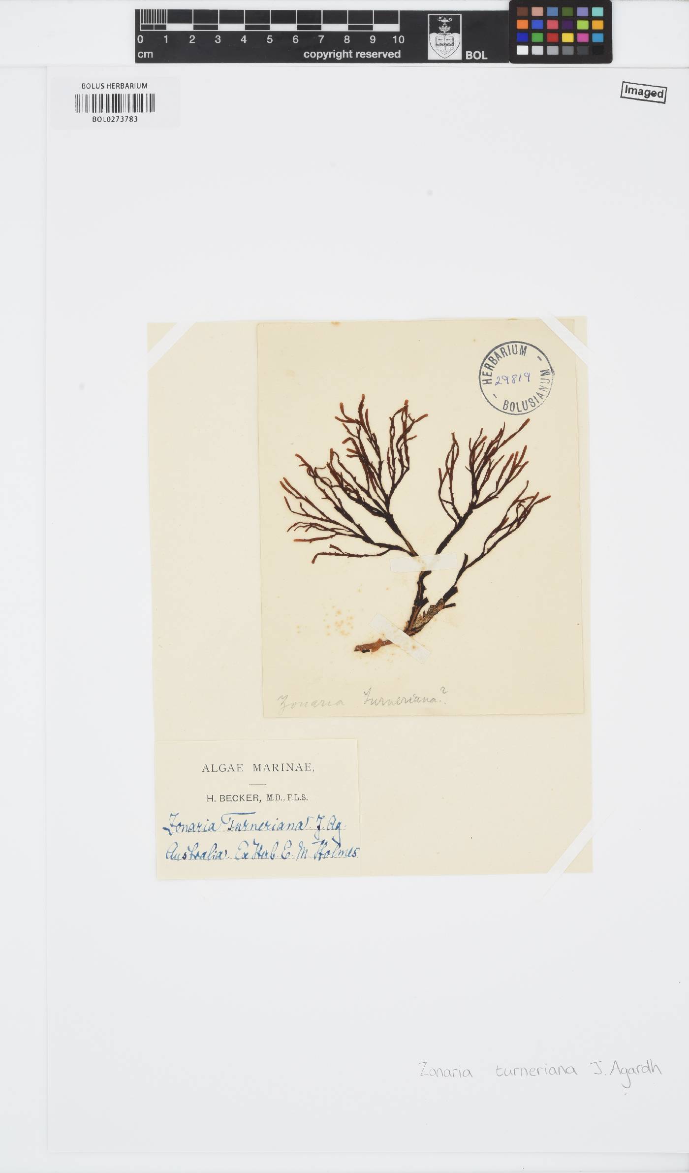 Zonaria turneriana image