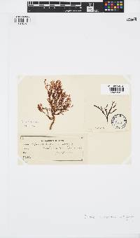 Zonaria turneriana image