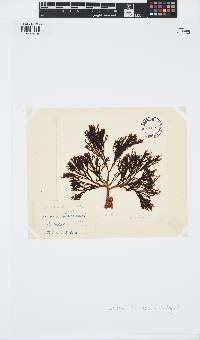 Zonaria turneriana image