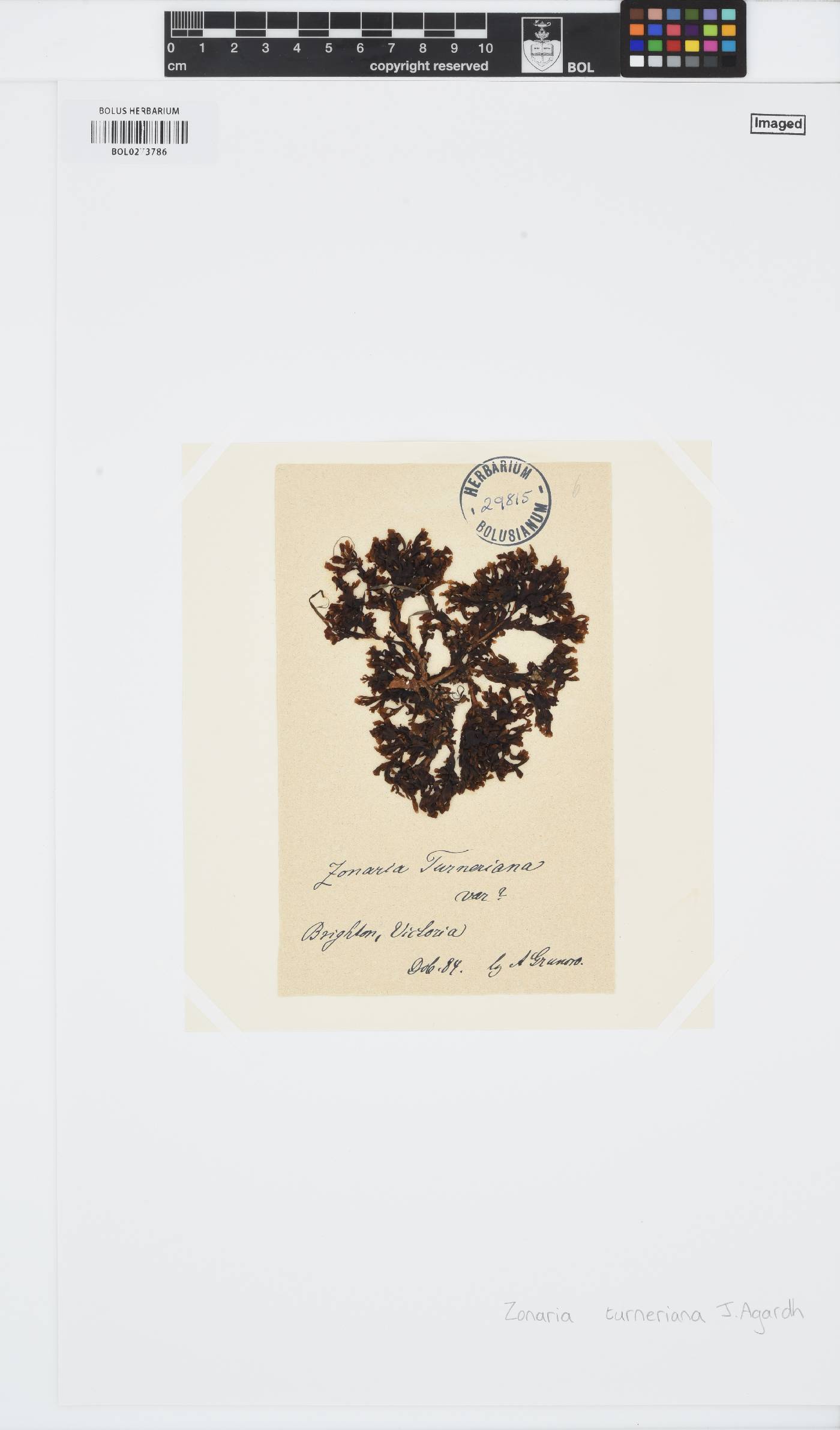 Zonaria turneriana image