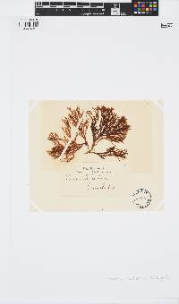 Zonaria turneriana image