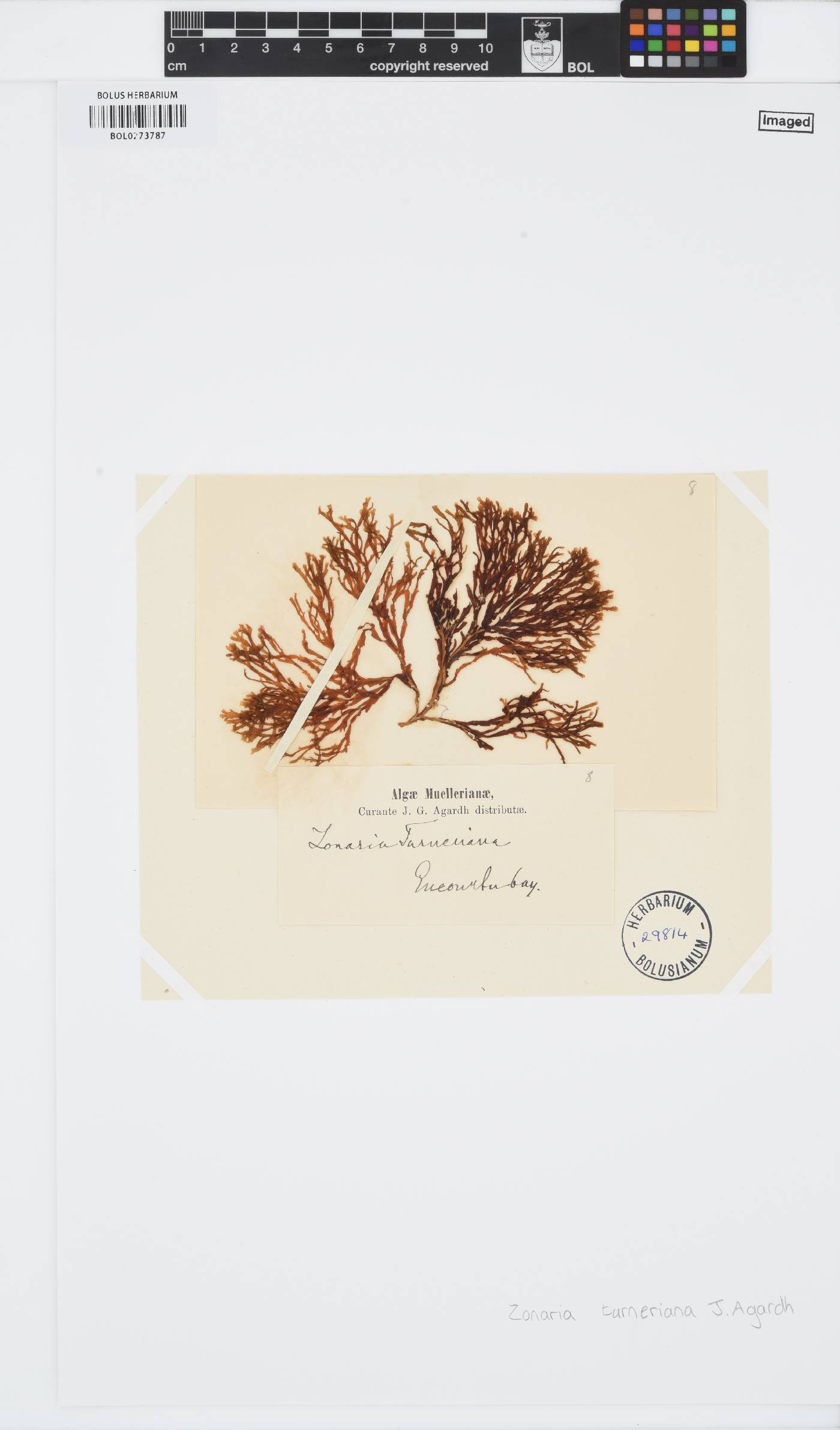 Zonaria image
