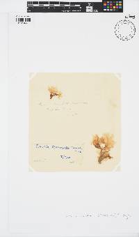 Zonaria tournefortii image