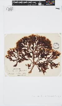 Zonaria tournefortii image