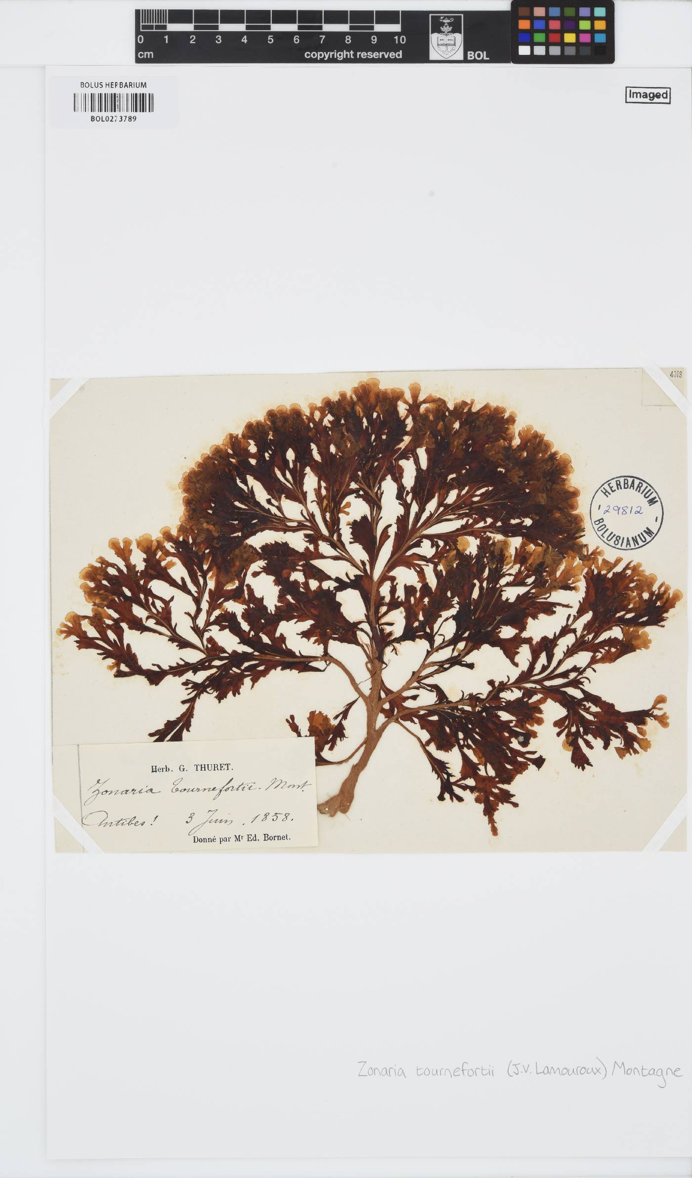Zonaria tournefortii image
