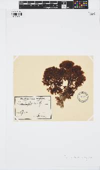 Zonaria tournefortii image