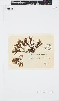Zonaria tournefortii image