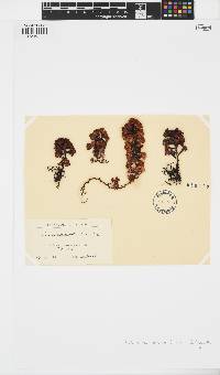Turbinaria ornata image